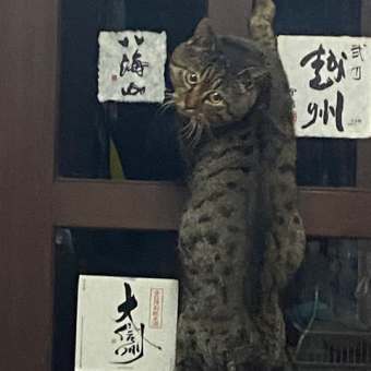 デカブリオの春