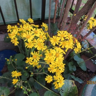 「晩秋の花」