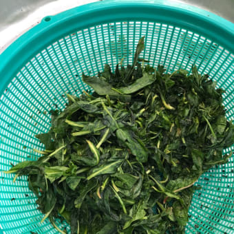 時期を過ぎた藍。刈り取りから乾燥まで。