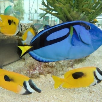 銀座に水族館