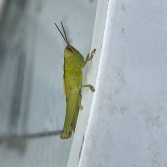 今日も草刈り