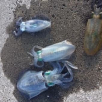 釣り