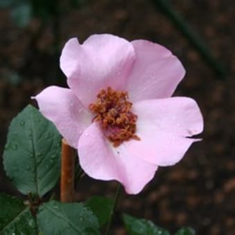 雨上がりの開花はシャネルから