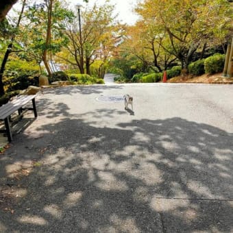 Oh！外へ！！～地獄坂から向こうは危ないので気をつけてね