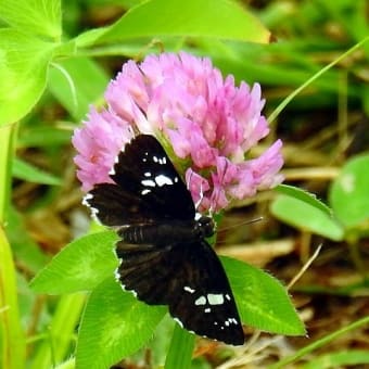 空き地で見かけた花と蝶