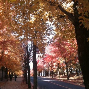 北千里の紅葉でひと息