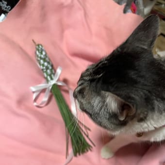 ラベンダーを収穫したよ