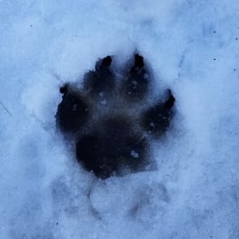 雪って美味しいのかな