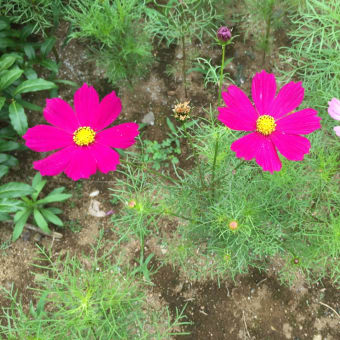 柏葉紫陽花・夾竹桃・コスモスなど