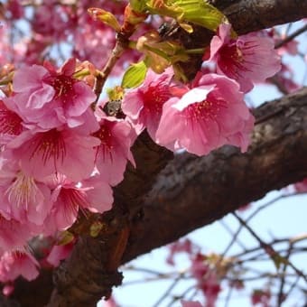 ヒドリガモ旅立ち前に餌を食む／色濃き桜はまだまだ見ごろ（新河岸川・弁天橋近く）