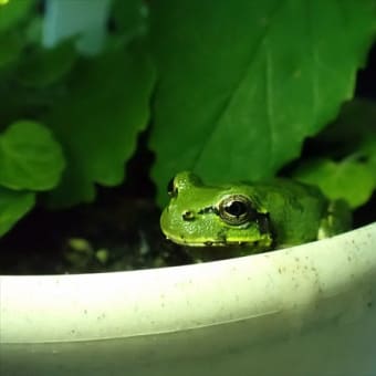 庭で見たいきもの