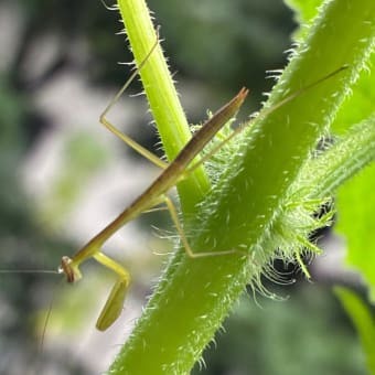 カマキリ