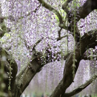 九尺藤　白毫寺　丹波市