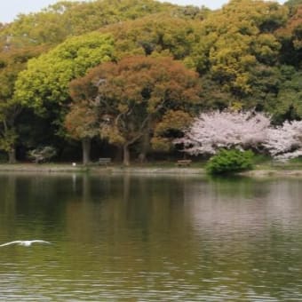 明石公園の桜～♪