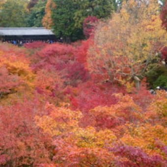 ザ・京都　紅葉2011（1日目　東山）