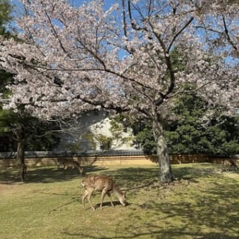成立八百記念「方丈記」 絵巻物「餓鬼草紙」「是害坊」が展示 成立八百記念「方丈記」 絵巻物「餓鬼草紙」「是害坊」が展示