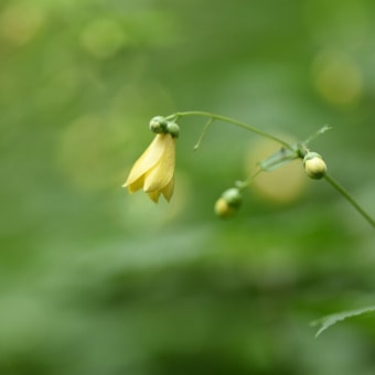 キレンゲショウマの咲く森