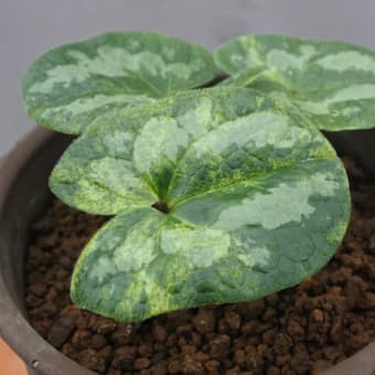 雪の豪奢 タマノカンアオイ亀甲 香華飯店のブログ - その他観葉植物