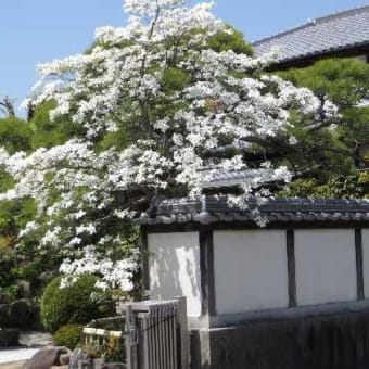 大きな「ハナミズキ（花水木）」