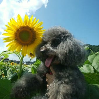 ひまわり畑🌻🌻