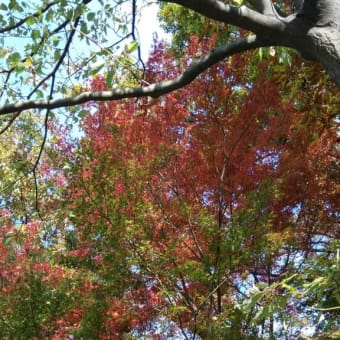 紅葉狩り