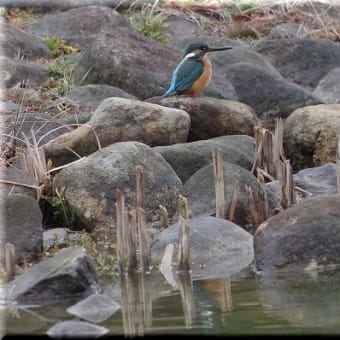 かわせみ　翡翠　知多半島東浦町の鳥　２月 １５日のカワセミ