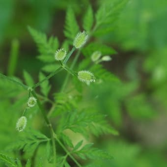 花の端境期の水林自然林には菌従属栄養植物などが（2025.6.8）#1