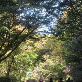 楽書き雑記「東山植物園の紅葉はまだまだ」