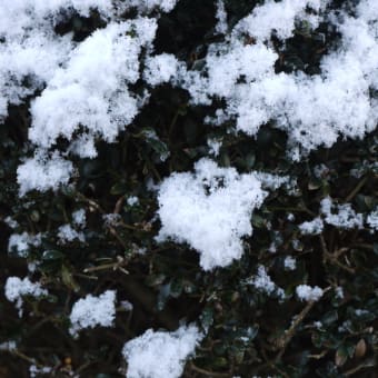 大雪が降りました。