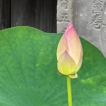 蓮の上