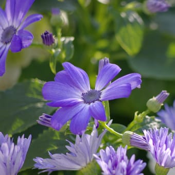 サイネリア・木立性セネシオ桂華 - 横浜市西区　