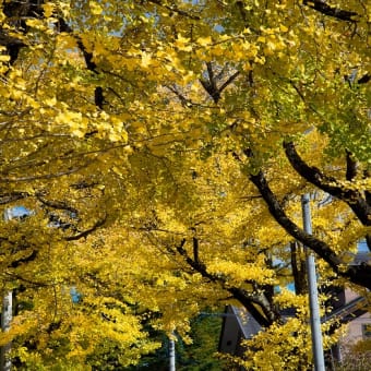 軽井沢町　本通り　東雲交差点東　