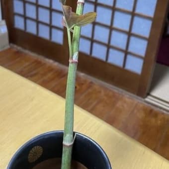 また、一週間ほど横浜へ