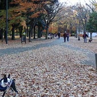 都会の紅葉