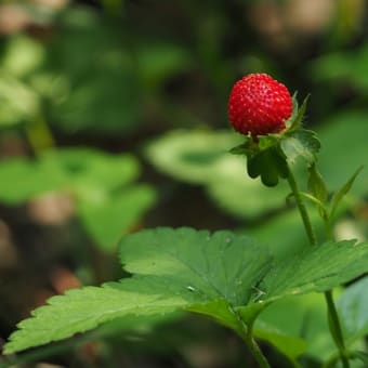 花の端境期の水林自然林には菌従属栄養植物などが（2025.6.8）#2 そして四季の里バラ園に