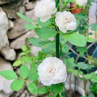 ティーツリーの花が咲いた＆宿根草コーナーの切り戻し