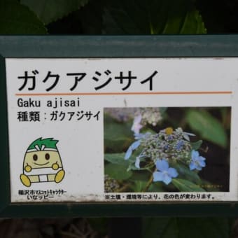 巣立ち前の刺羽