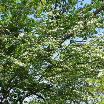 4月最後の教室　白い木の花咲く