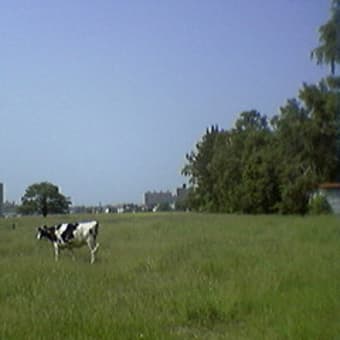 夏至の日の牛