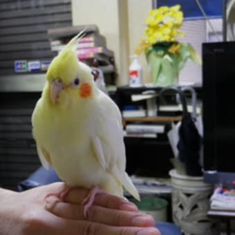 オカメインコのハルちゃんです