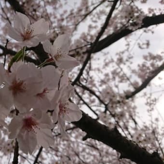 桜が満開でした