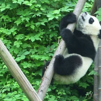 子パンダ　成都パンダ繁殖センター