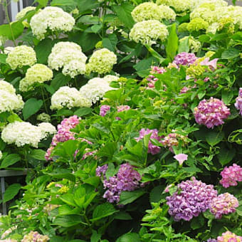 暑いけど　紫陽花散策。
