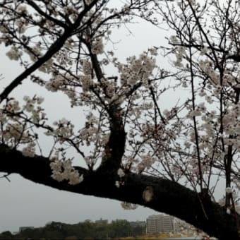 千波湖の桜　2025.4.3