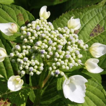 我が家の紫陽花が咲き始めた。