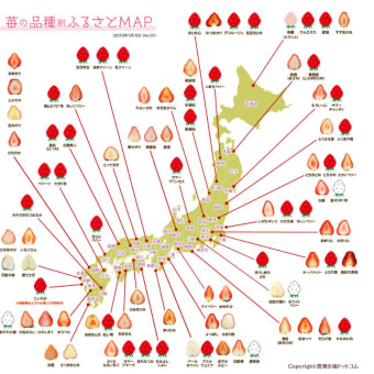 フルーツでうんちく ： あまおとめ・イチゴの品種の多さに驚く＜2024年4月＞