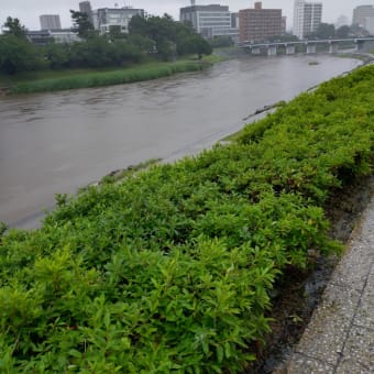 雨が続く今日この頃