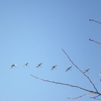 白鳥が一列に飛ぶのは……