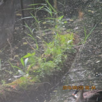 象のはな子と野鳥