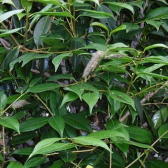 茶毒蛾大発生